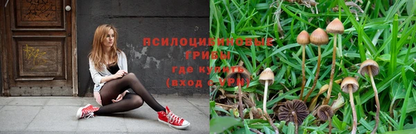 гашик Козельск